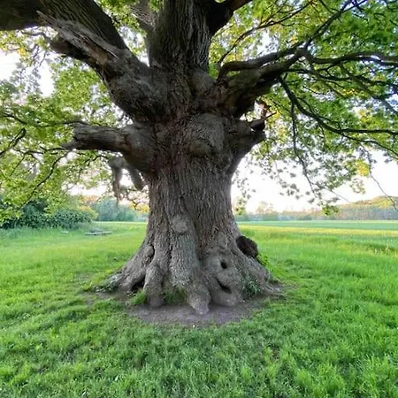 Smukke Omgivelser I Troense * スベンボー